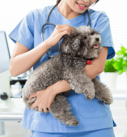 veterinaire-15