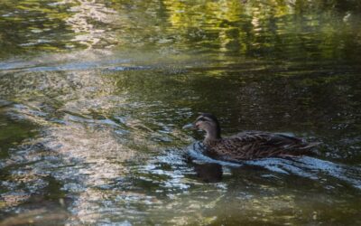 Refonte de site : Pourquoi et comment récupérer la propriété de votre nom de domaine