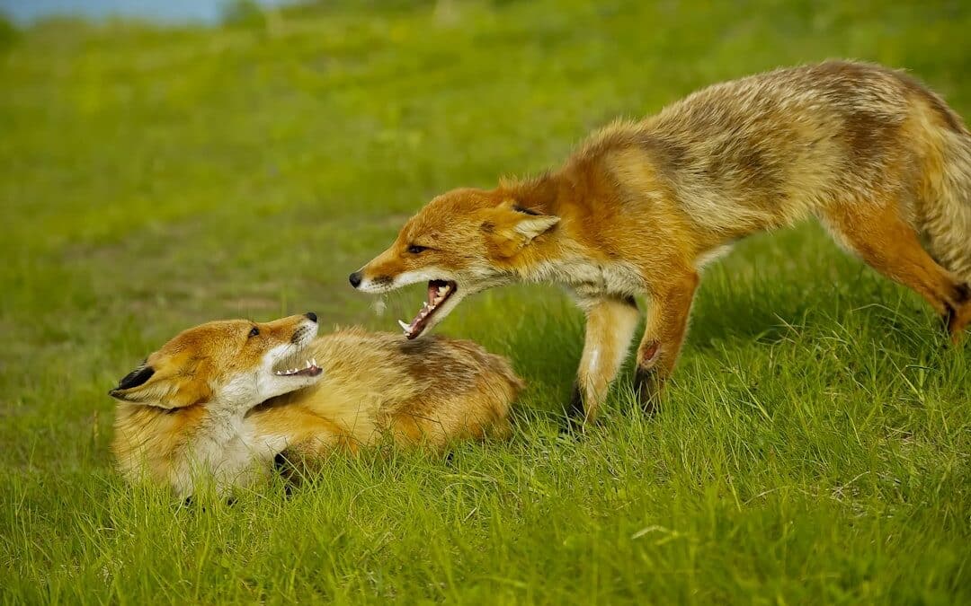 Comment vérifier et récupérer la gestion de votre nom de domaine pour une refonte réussie